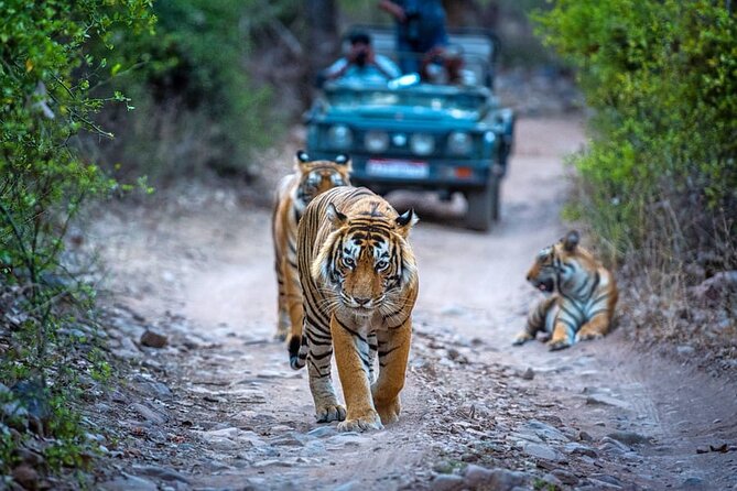 7 Days Golden Triangle Tour with Ranthambore & Varanasi Tour - Key Points You Should Know Before Booking