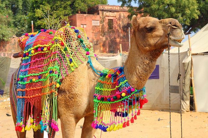 7 - Days Private Golden Triangle Tour with Pushkar - Key Points That Matter Before You Go