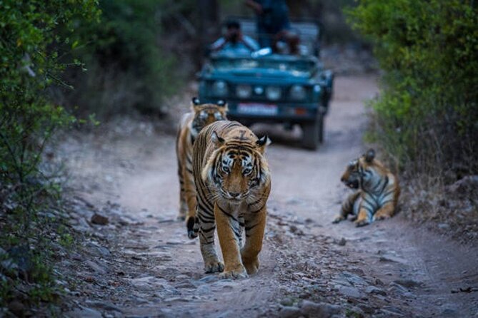 7 Days Ranthambore Tiger Safari and The Golden Triangle Tour - Agra Day 3: Taj Mahal Time When You Want It Most