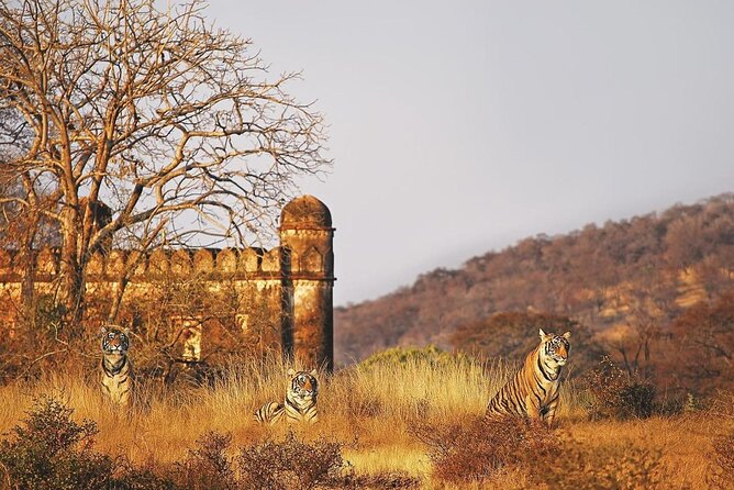 7 Days Ranthambore Tiger Safari and The Golden Triangle Tour - Delhi Day 1: Lotus Temple, Jama Masjid, India Gate, and Chandni Chowk