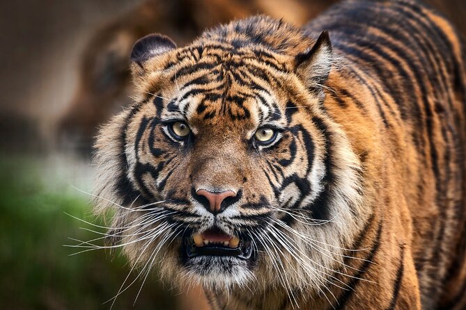 8 Day Golden Triangle Tour with Ranthambore {Taj , Tigers & More} - Golden Triangle Plus Ranthambore, with real handoffs and clear days