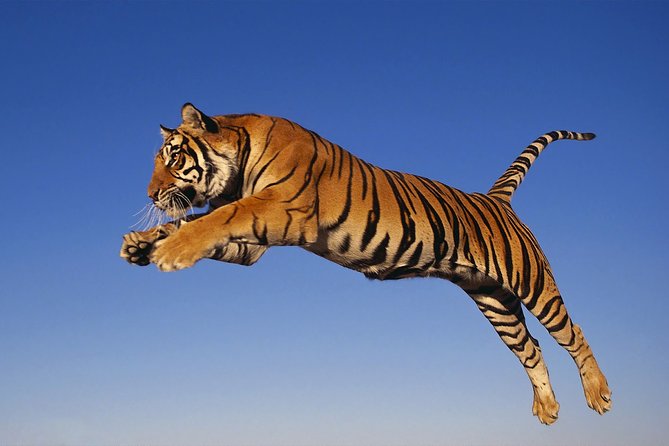 8 Day Golden Triangle Tour with Ranthambore {Taj , Tigers & More} - Day 3 Agra: check-in, Agra Fort, and Mehtab Bagh
