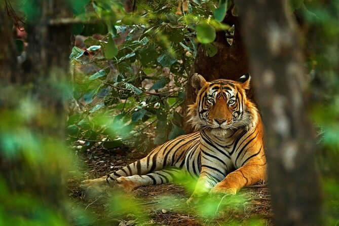 8-Day Private Golden Triangle Tour with a Ranthambore Wildlife Safari From Delhi - Price and What You Actually Get for $1,065