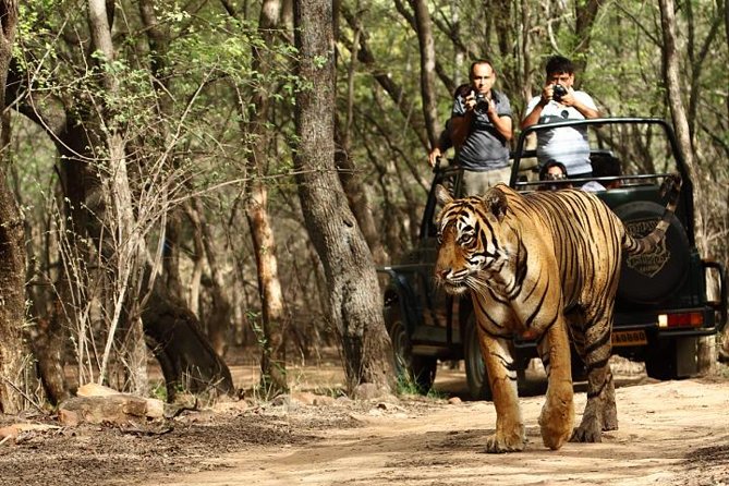 8-Day Private Golden Triangle Tour with a Ranthambore Wildlife Safari From Delhi - Day 1 in Delhi: Airport Meet-Up and Optional Akshardham Temple Timing