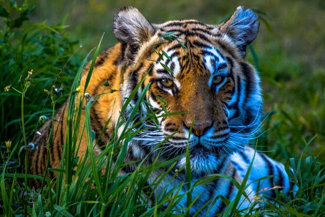 8 Days Golden Triangle Tour with Ranthambore Tiger Tour - Day 1 arrival in Delhi, then a full sights day on Day 2