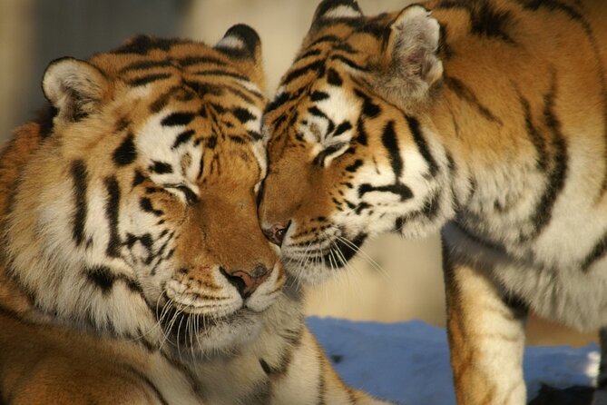 8 Days Golden Triangle Tour with Ranthambore Tiger Tour - Entering Old Delhi: Jama Masjid, Chandni Chowk, and the Gandhi and Mughal stops