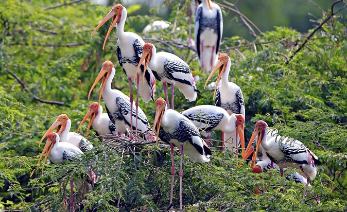 Bharatpur Bird watching & Wildlife from Delhi - Key things to know before you go