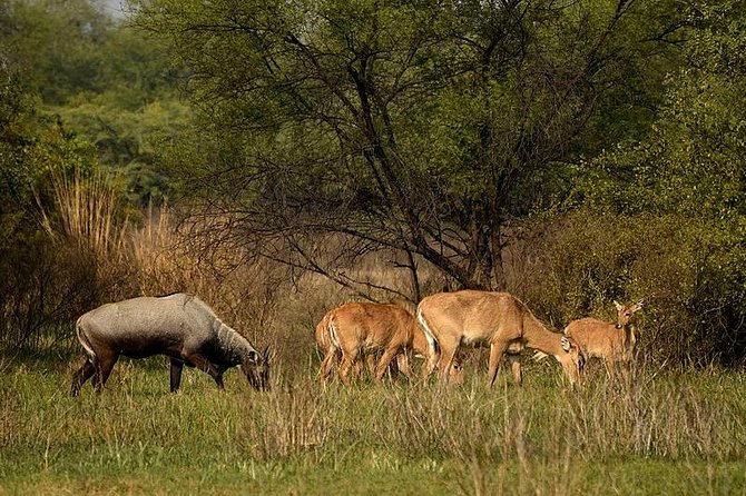 Bharatpur Bird watching & Wildlife from Delhi - The Early Morning Drive and What to Plan For