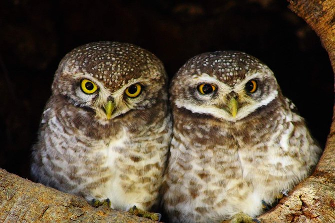 Bharatpur Bird watching & Wildlife from Delhi - Lunch on Your Own, and How to Keep the Day Comfortable