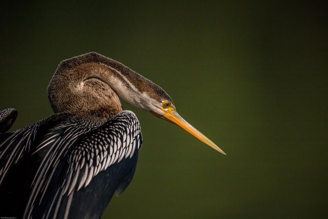 Bharatpur Bird watching & Wildlife from Delhi - Who This Tour Suits Best, and Who Might Reconsider