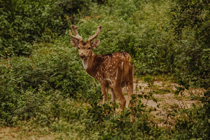 Bharatpur Bird watching & Wildlife from Delhi - Keoladeo National Park by Bicycle Rickshaw, Wetlands Birding at a Calm Pace
