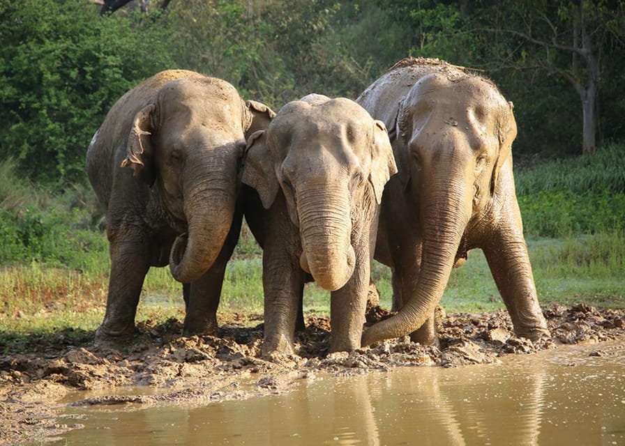 Delhi: 3Day Golden Triangle with Elephant SOS (5 Star Hotel) - Should You Book This 3-Day Golden Triangle With Elephant SOS?