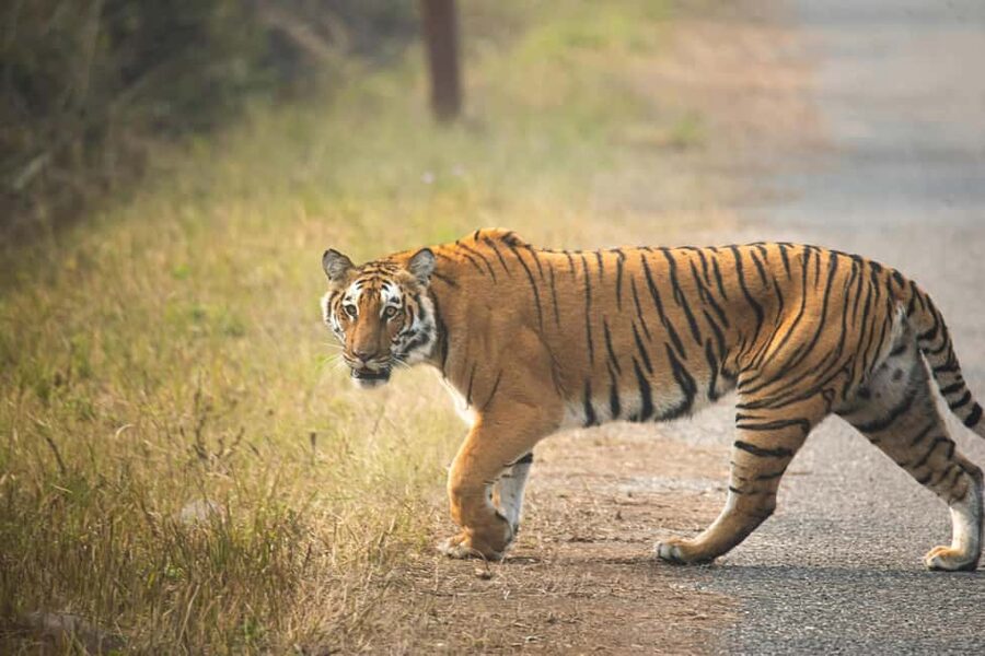 Delhi-Agra-Jaipur Golden Triangle Multiday trip with Safari - Why This Golden Triangle Plus Safari Works