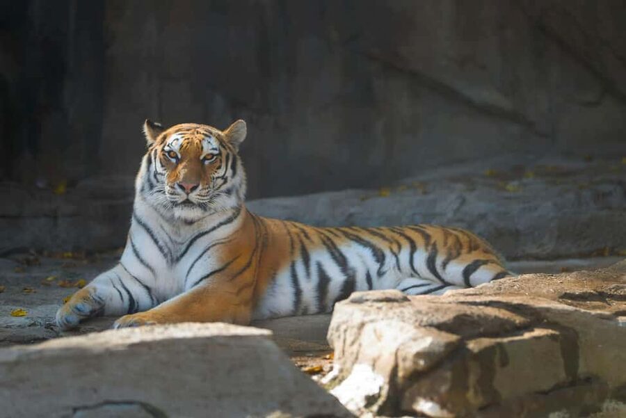 Delhi-Agra-Jaipur Golden Triangle Multiday trip with Safari - Ranthambore Tiger Safari: What You’re Really Signing Up For