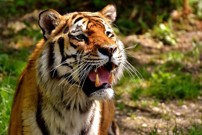 Delhi, Agra, Jaipur & Ranthambhore Tiger Safari 5-Day Tour - Key things I’d plan around