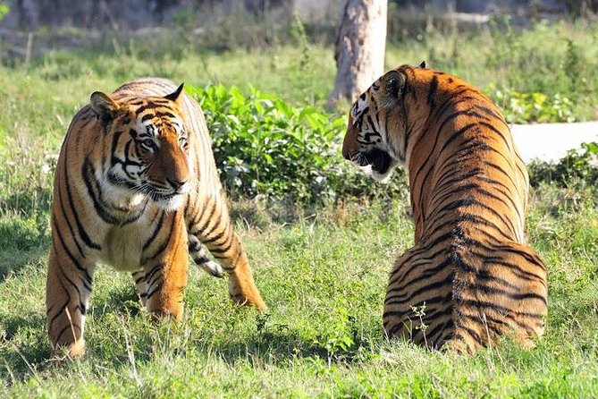 Delhi, Agra, Jaipur & Ranthambhore Tiger Safari 5-Day Tour - A smooth route across Delhi, Agra, Jaipur, and Ranthambore