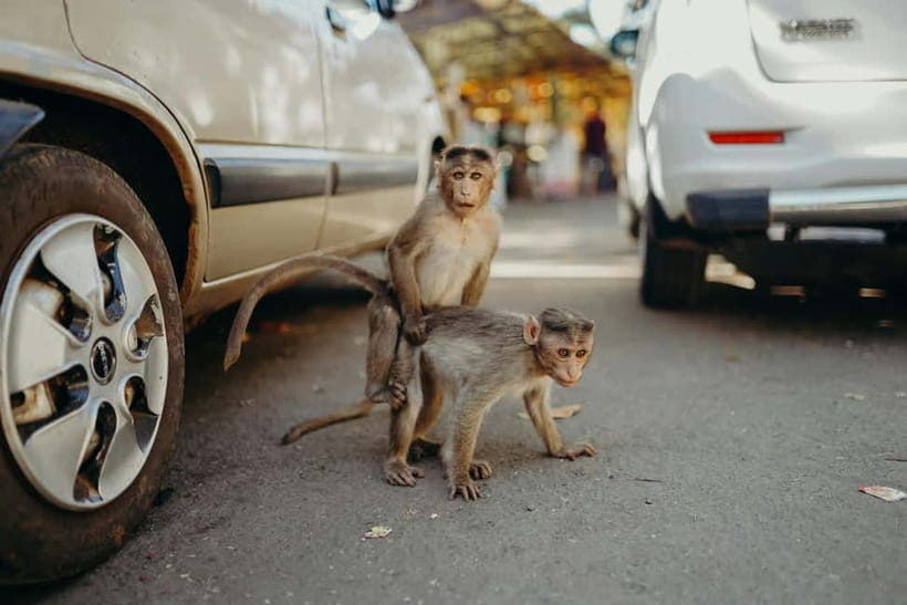 Delhi: Monkey Safari guided walking tour - Key things you’ll notice on this Delhi Monkey Safari