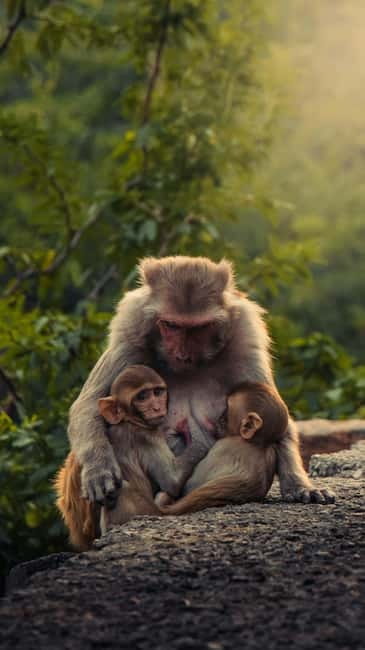 Delhi: Monkey Safari guided walking tour - Where your Delhi morning starts at R K Ashram Metro
