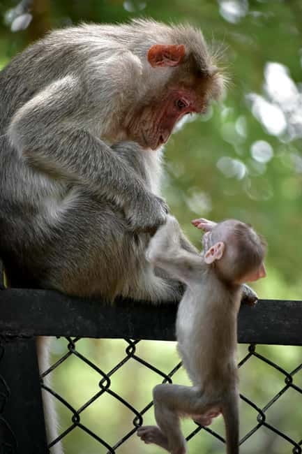 Delhi: Monkey Safari guided walking tour - Hanuman Temple and the cultural meaning of monkeys in daily life