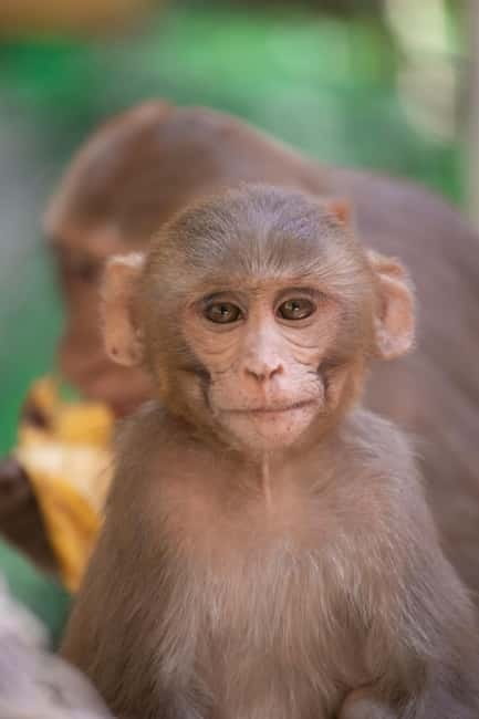 Delhi: Monkey Safari guided walking tour - Connaught Place sunrise photo stop, then a guided city-walk warm-up