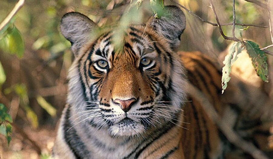 Delhi: Ranthambore National Park 3-Day Trip w/ Tiger Safari - Should you book this 3-day Delhi to Ranthambore tiger safari package?