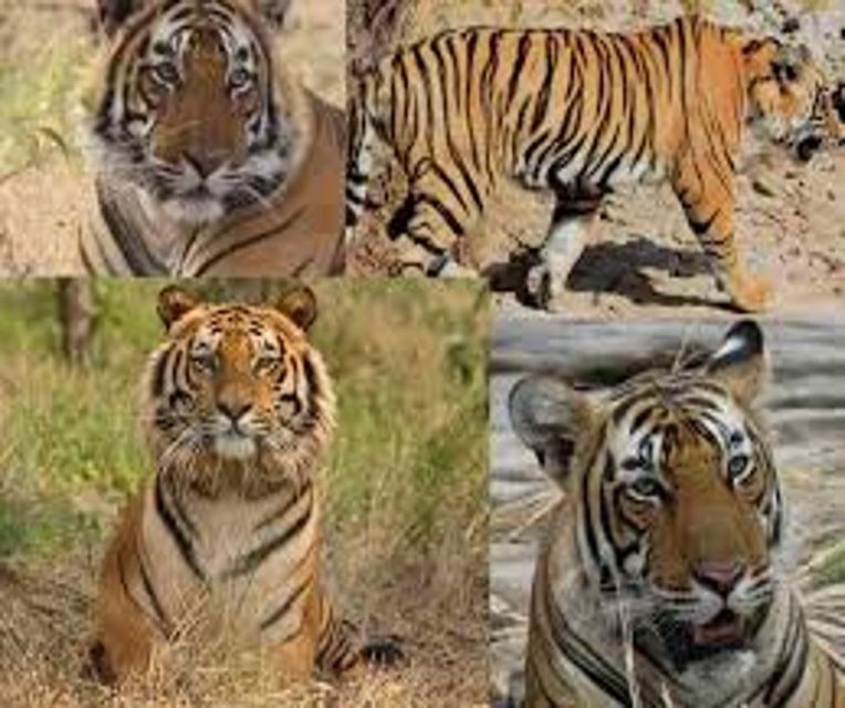 Delhi: Ranthambore National Park 3-Day Trip w/ Tiger Safari - Delhi to Ranthambore: a tight plan that protects your safari time