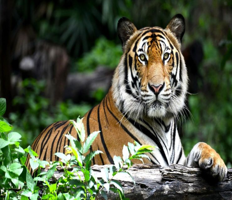 Delhi: Ranthambore National Park 3-Day Trip w/ Tiger Safari - Hotel stay: what’s covered and what you still need to handle