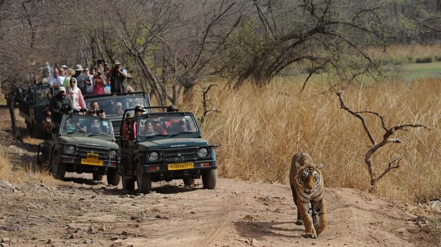 Delhi: Same Day Sariska National Park Tour with Tiger Safari - Entry gate check-in and choosing your safari vehicle
