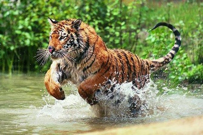 Delhi to Ranthambore Daily Tiger Safari Tour - Key things that make this Delhi to Ranthambore safari work