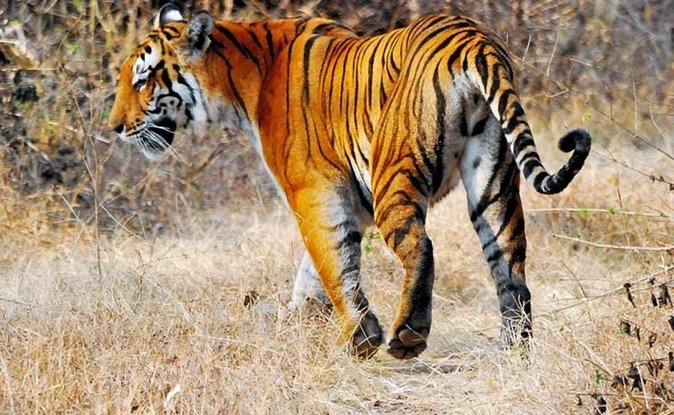 Delhi to Ranthambore Daily Tiger Safari Tour - Entering Ranthambore with a schedule built for chances