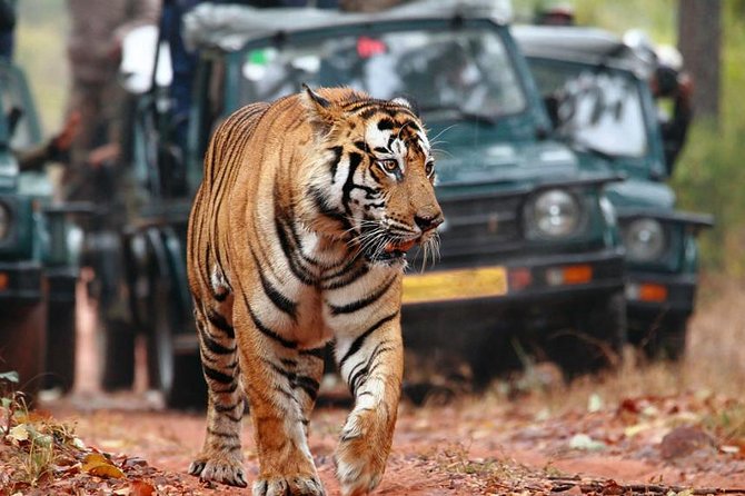 Delhi to Ranthambore Daily Tiger Safari Tour - Day 3: early safari, then back to Delhi