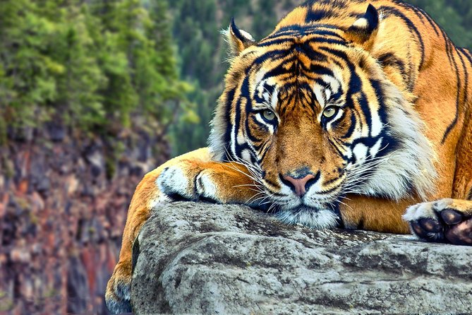 Delhi to Ranthambore Daily Tiger Safari Tour - Price and logistics: what the $271.20 is really paying for
