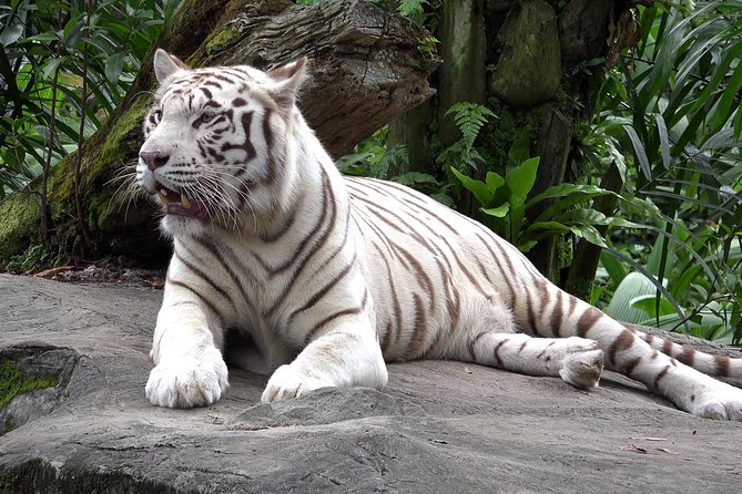 Delhi Zoo White Tigers & lions with Old Fort Visit - A 3-Hour Morning Mix of Wild Animals and Old Fort Ruins