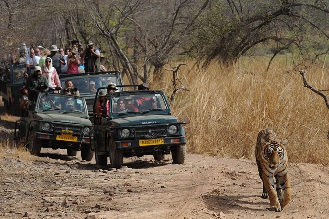 Five Days Golden Triangle Tour with Ranthambore Delhi Agra Jaipur - Day 3: Ranthambore Tiger Safari Morning, Then Jaipur the Same Day