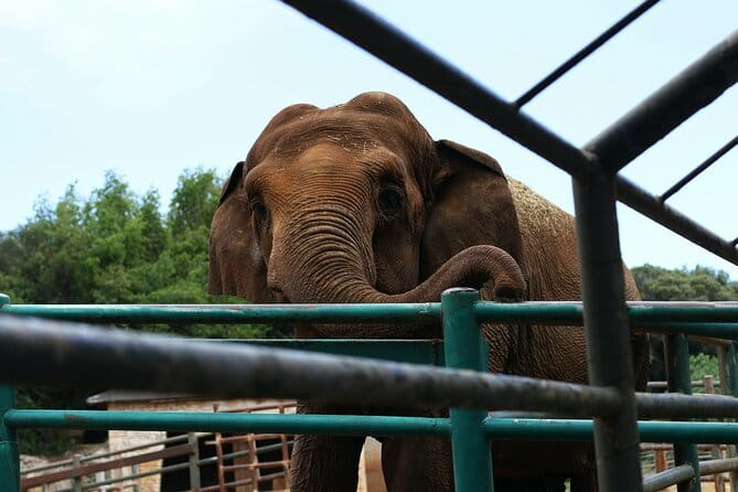 From Delhi: 1-day trip Mathura with Elephant conservation - Key points to know before you go