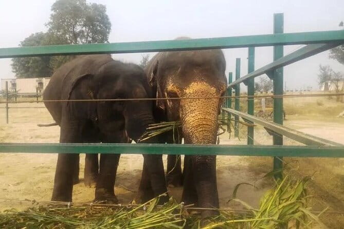 From Delhi: 1-day trip Mathura with Elephant conservation - Wildlife SOS elephant conservation and care center, what you’ll learn
