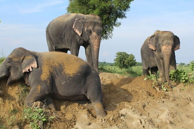 From Delhi: 1-day trip Mathura with Elephant conservation - Private AC car logistics, timing, and what comfort you really get