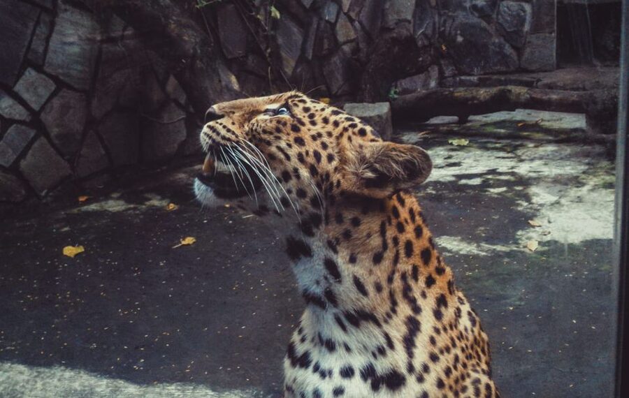 From Delhi: 2-Day Jim Corbett Tiger Safari Tour By Car - Quick hits