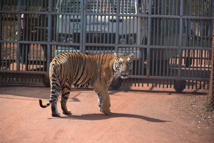 From Delhi: 2-Day Jim Corbett Tiger Safari Tour By Car - From Delhi to Ram Nagar: the part you should time well