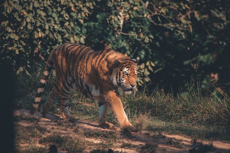 From Delhi: 2-Day Jim Corbett Tiger Safari Tour By Car - Hotel choice in Ram Nagar: 3 or 5-star comfort, with some reality checks