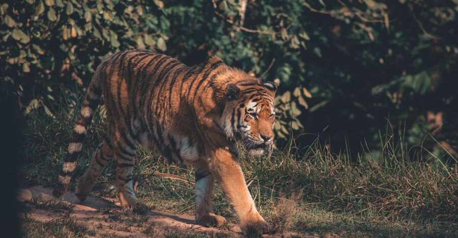 From Delhi: 2-Day Jim Corbett Tiger Safari Tour By Car - Who should book this 2-day Corbett safari by car