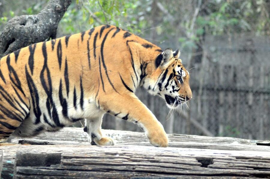 From Delhi: 2-Day Jim Corbett Tiger Safari Tour By Car - Day 1 Afternoon Safari: your first chance at tiger country