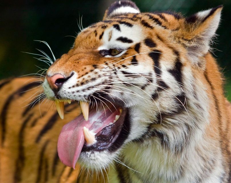 From Delhi: 3-Day Ranthambore Tiger Safari Tours India - Key things that make this tour work