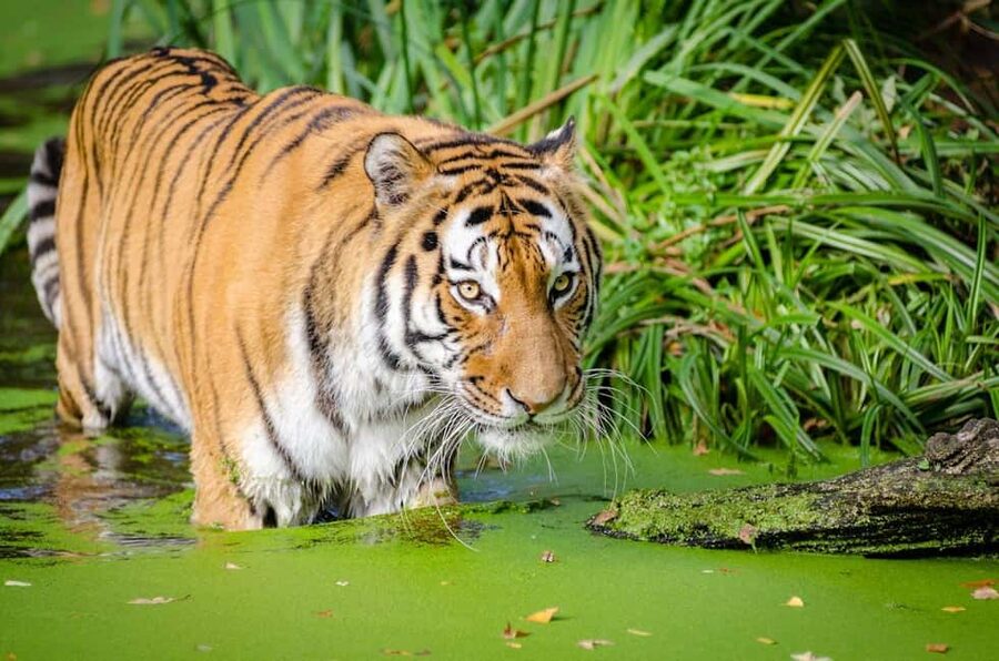 From Delhi: 3-Day Ranthambore Tiger Safari Tours India - Who this private Ranthambore safari suits best