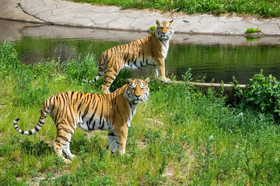 From Delhi: 3-Day Ranthambore Tiger Safari Tours India - A practical look at the 3-day Delhi to Ranthambore tiger safari