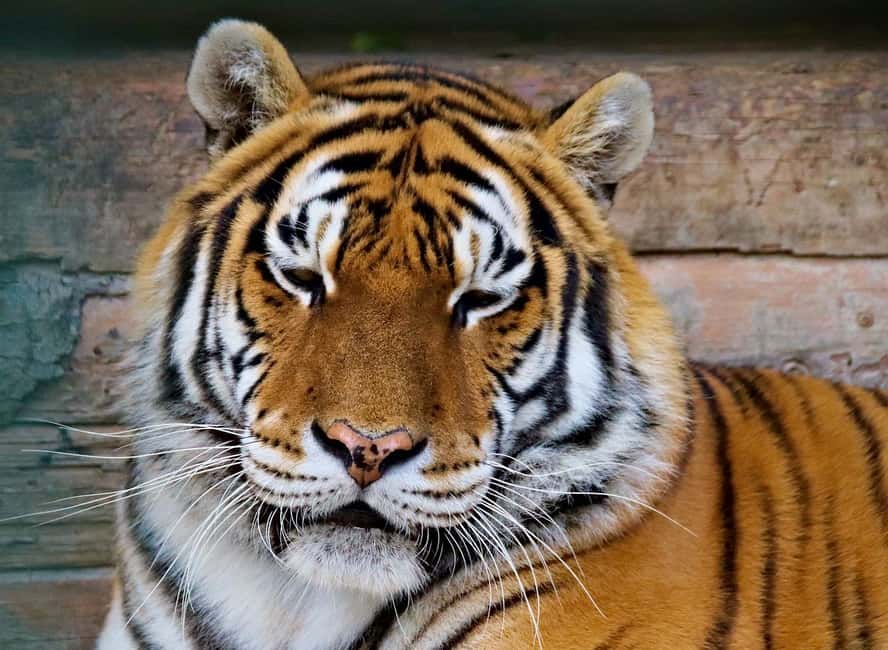 From Delhi: 3-Day Ranthambore Tiger Safari Tours India - Day 2: morning tiger safari and the afternoon wildlife sweep