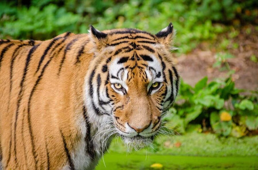 From Delhi: 3-Day Ranthambore Tiger Safari Tours India - Day 3: one last safari, then back to Delhi