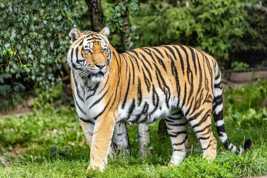 From Delhi: 3-Day Ranthambore Tiger Safari Tours India - Hotel nights, meals, and the trade between comfort and time