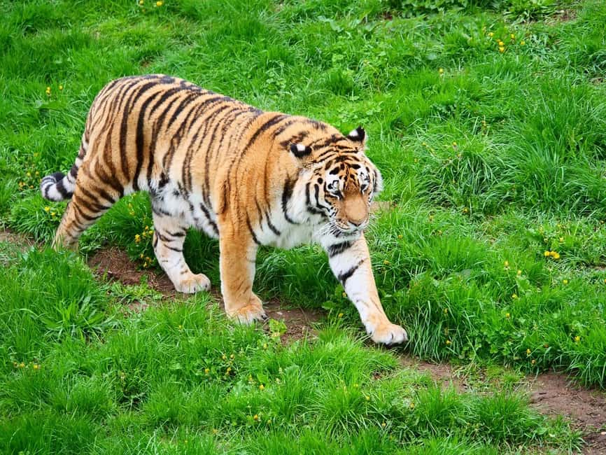From Delhi: 3-Day Ranthambore Tiger Safari Tours India - Pickup details you will actually want to know
