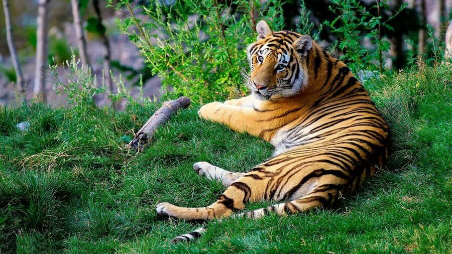 From Delhi: 3-Day Ranthambore Tiger Safari Tours India - What to bring, rules to follow, and how to be a good safari passenger